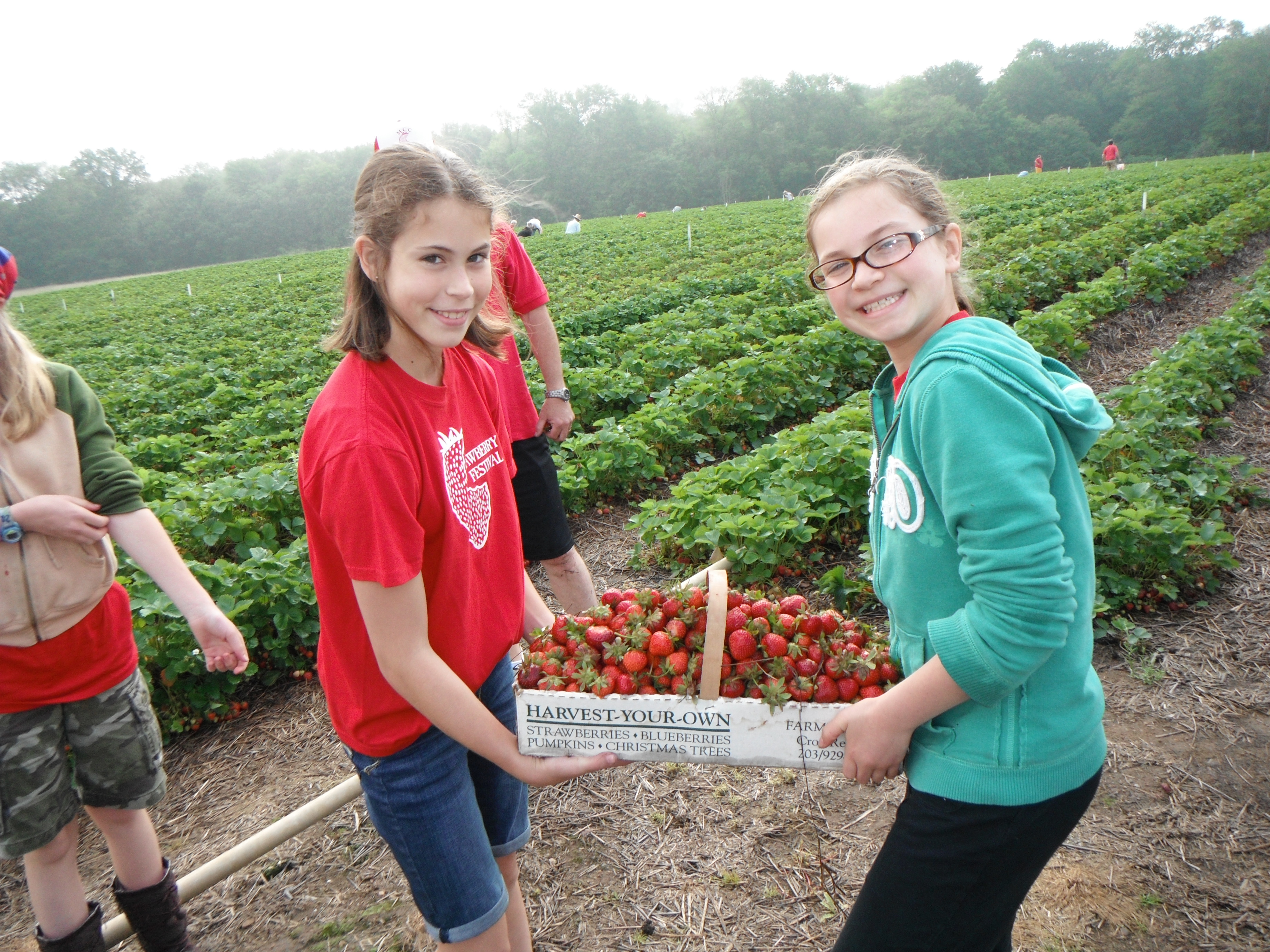 MCC Strawberry Festival